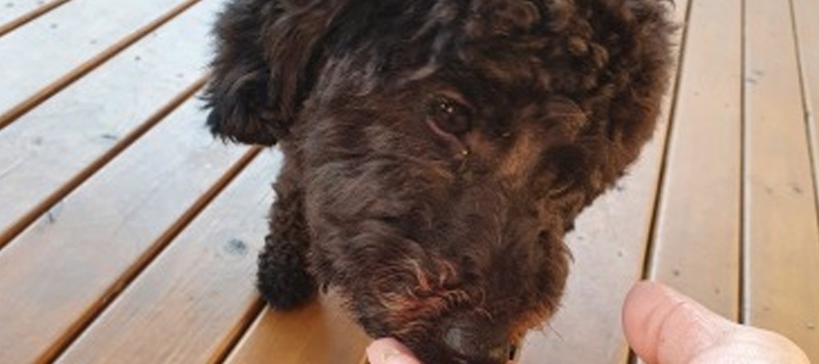 Winning Over Shy Pets