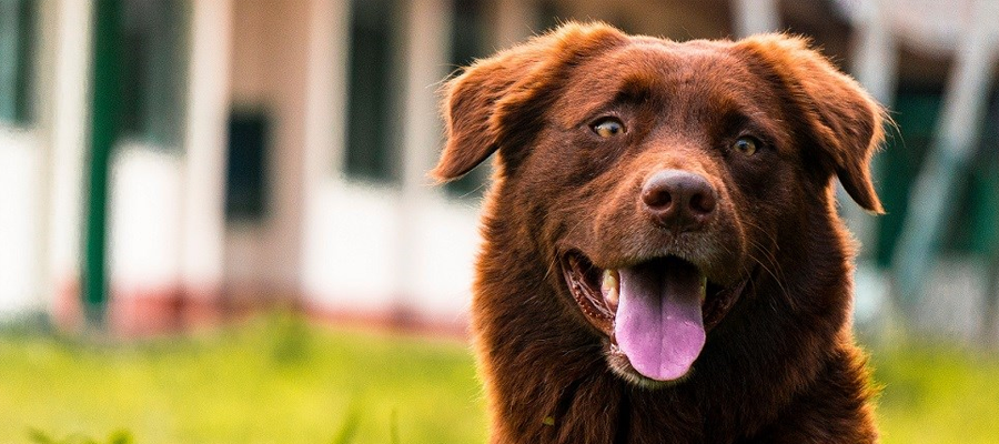 Tips For Pet-Sitting: Caring for Friends or Family’s Pets
