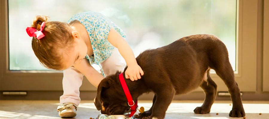 How can you safely introduce pets to children?