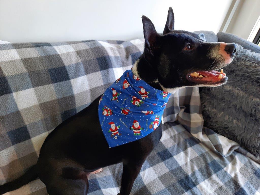 Dog Christmas Bandana-Include your best friend in your family Christmas celebrations.