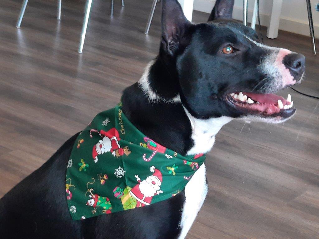 Dog Christmas Bandana-Include your best friend in your family Christmas celebrations.