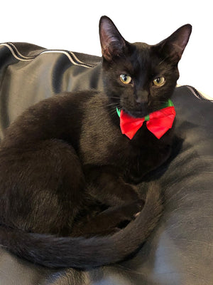 Pet Christmas Bow Ties-have your pampered pet join in the Christmas festivities, without needing to wear a whole outfit. (Teddy not included).