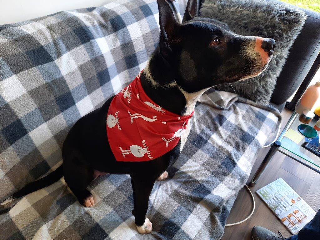 Dog Christmas Bandana-Include your best friend in your family Christmas celebrations.