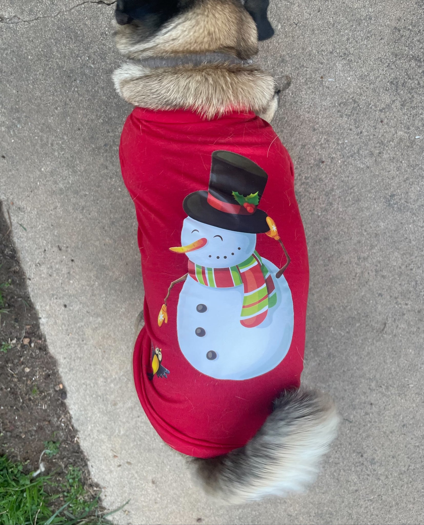 Dog Christmas T-Shirts - have your doggy family member to be part of the Christmas festivities.