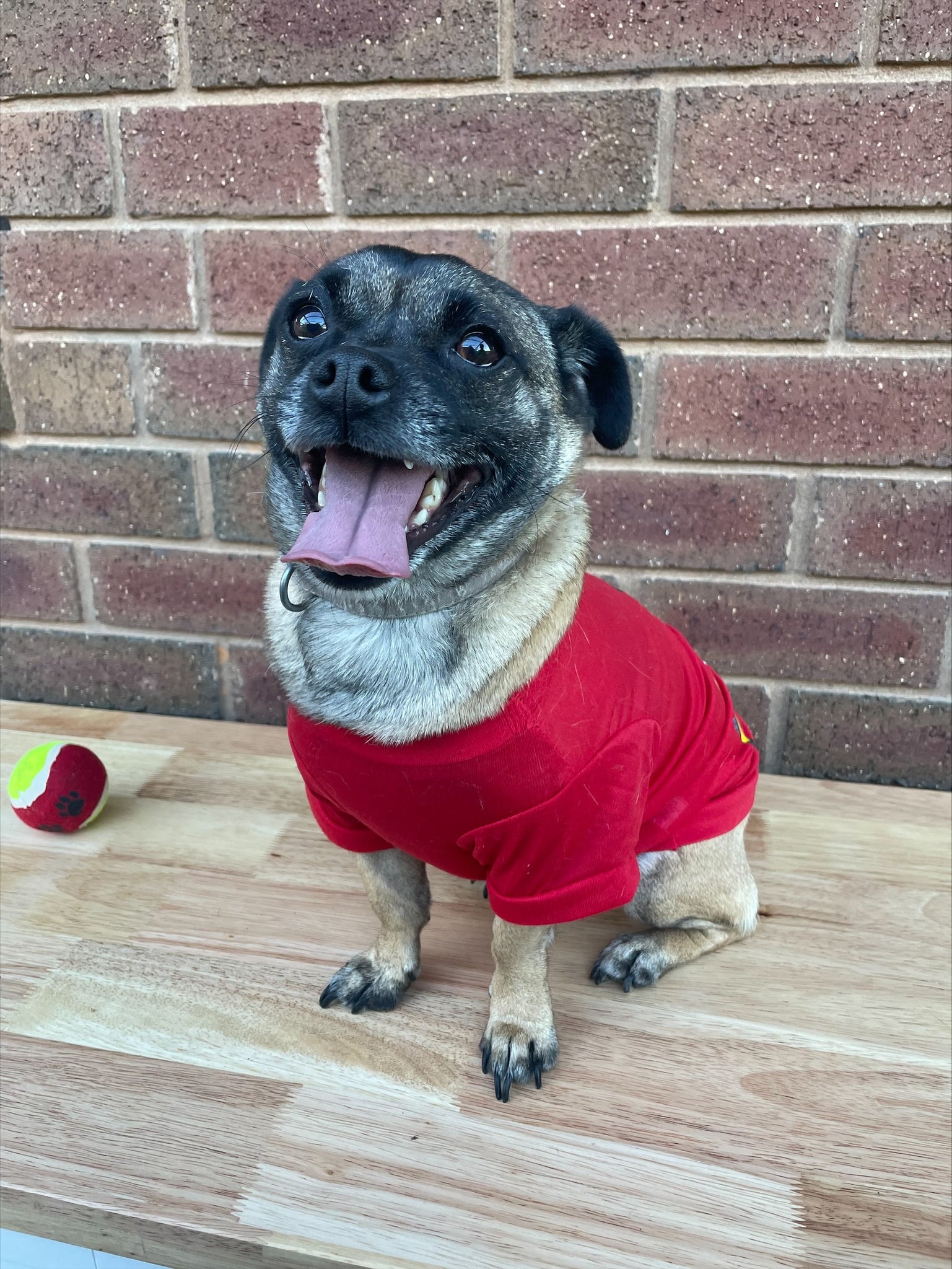 Dog Christmas T-Shirts - have your doggy family member to be part of the Christmas festivities.