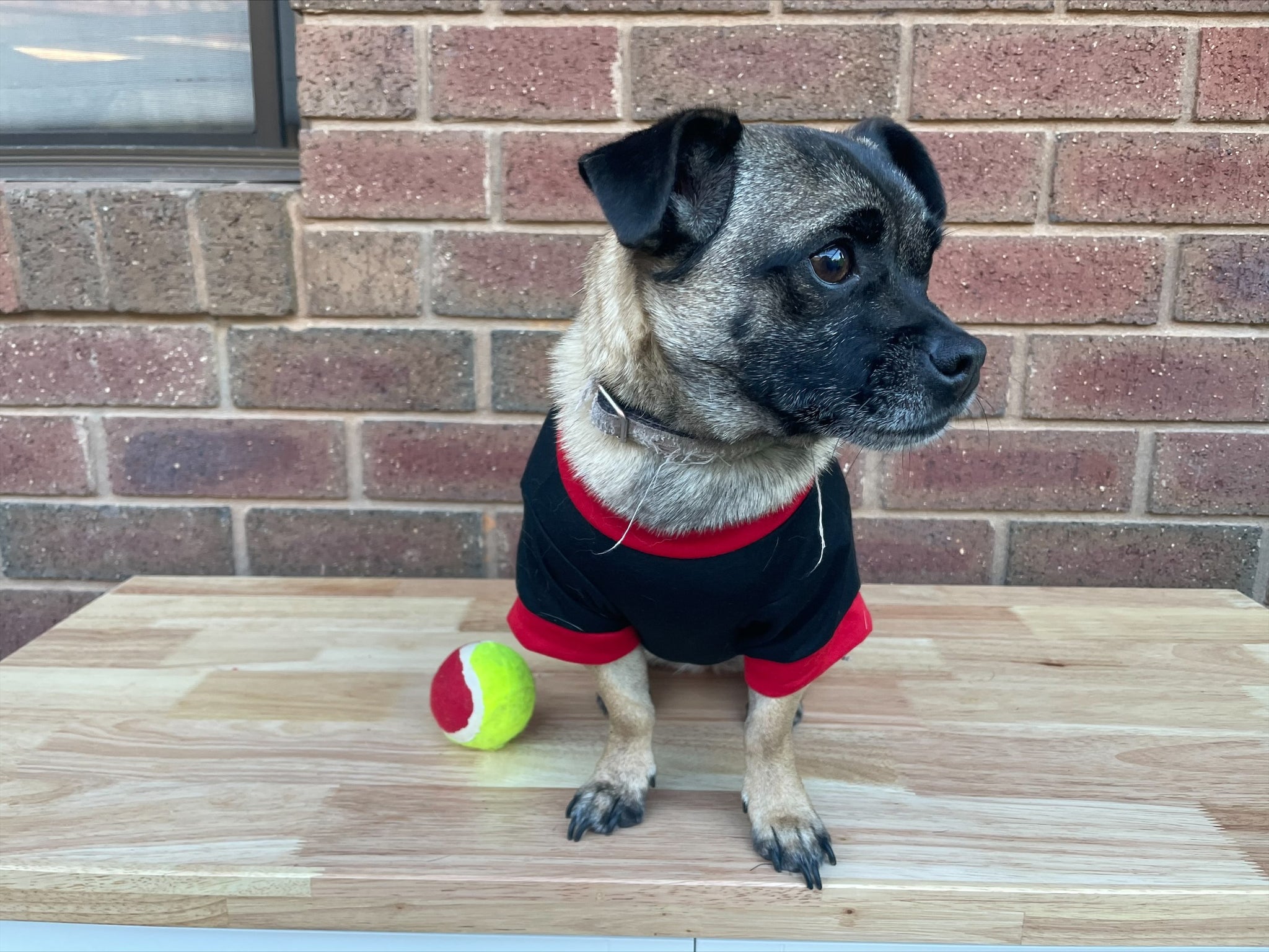 Dog Christmas T-Shirts - have your doggy family member to be part of the Christmas festivities.